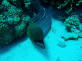   first im complete novice when comes underwater photography took this photo while diving Jackson Reef Tiran island.this Sharm el Sheikh Egypt 011008notice little cleaner wrasse Morays mouth island. island 01/10/08 011008 01 10 08  